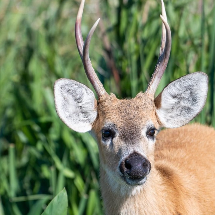 avistaje de animales en los esteros