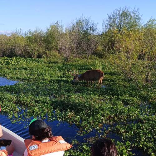 siervo en los esteros