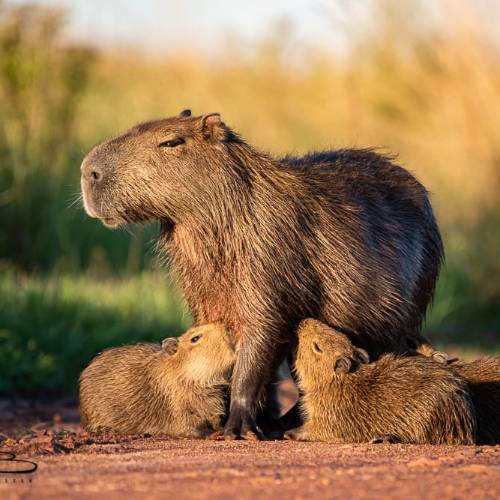 carpincho en los esteros
