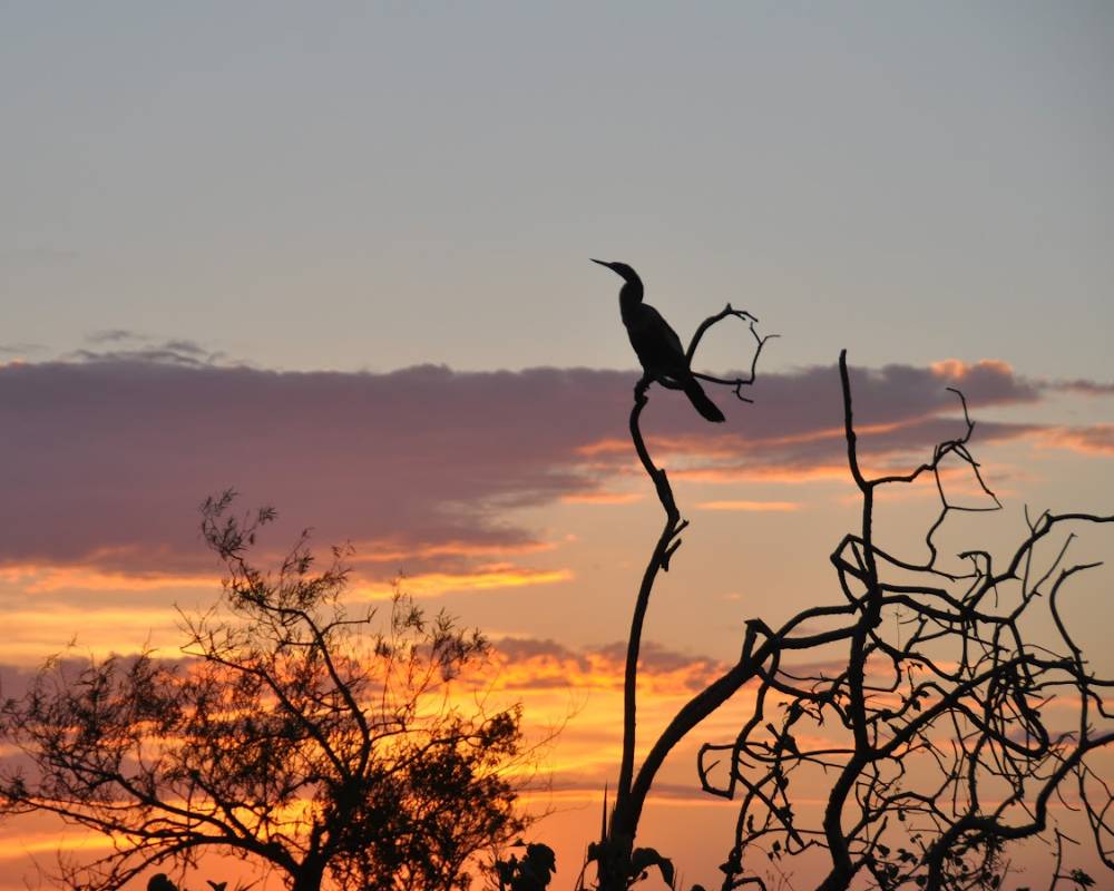 pajaro en el atarceder